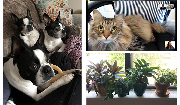 pets-and-plants