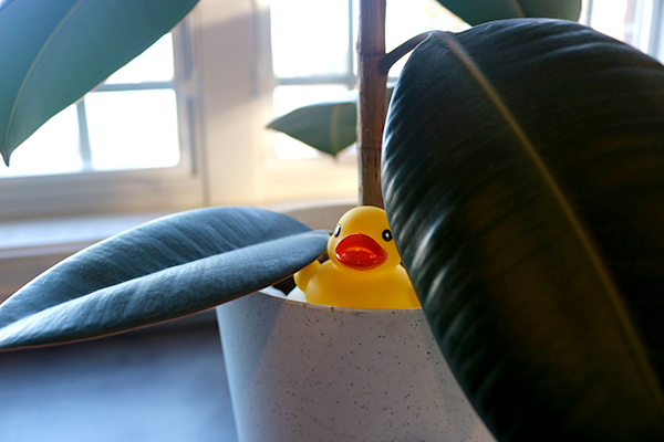 Duck hiding in potted plant